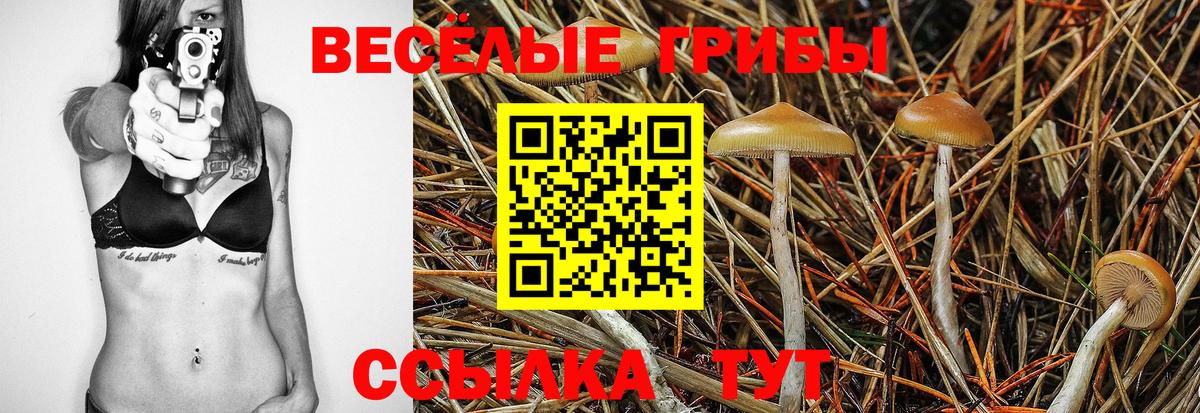 Галлюциногенные грибы Psilocybine cubensis Уссурийск